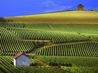 pic for  Panoramic View of Vineyards France